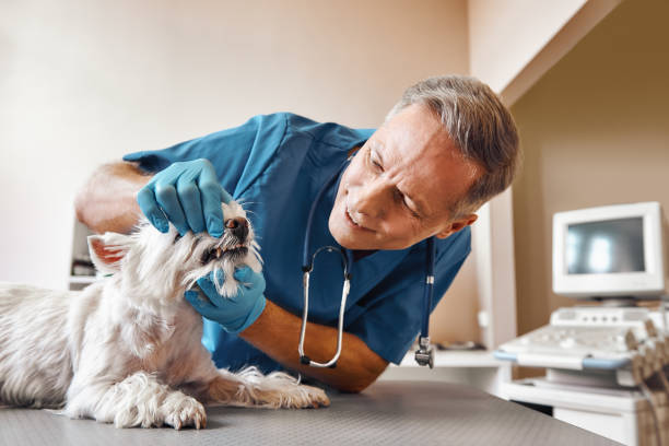 Best Urgent Dental Care  in Glen Burnie, MD